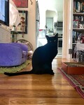 handsome-horror-catt.jpg