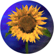 Sunflowers-crop.png